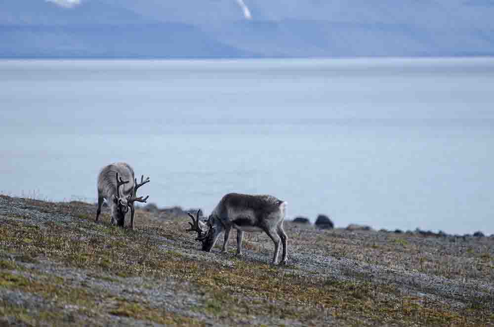 Reno - islas Svalbard - Noruega 4.jpg
